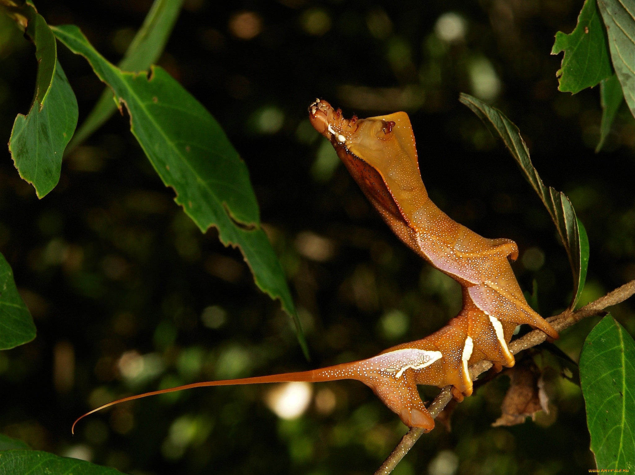 , , , , , , , itchydogimages
